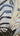 Gold Black Zebras Textured Partial Oil Painting - WallArtt