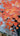 Orange Bushes 3D Heavy Textured Partial Oil Painting - WallArtt