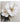 2 White Flower 3d Heavy Textured Partial Oil Painting - WallArtt