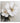 2 White Flower 3d Heavy Textured Partial Oil Painting